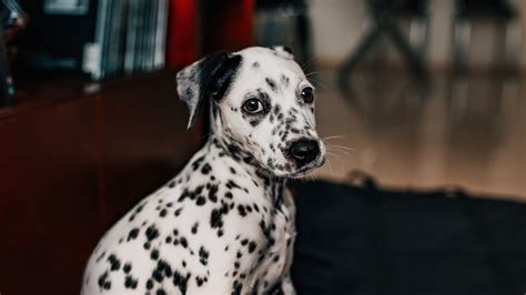 altersflecken hund|altersschäche bei hund.